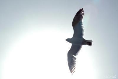 Into the Sun