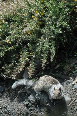 Squirrel n' Gorse at Harris