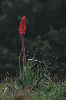 Red Hot Rain