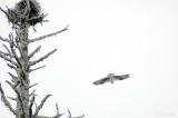Osprey Fly Away (04-06-05)