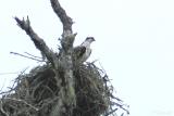 Osprey At Nest
