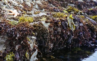 Sea Kayaking: Mendocino, CA 2003