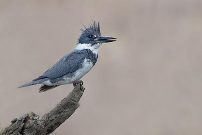 Belted Kingfisher