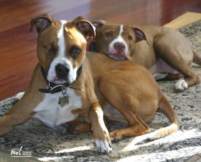 Dogs at Work