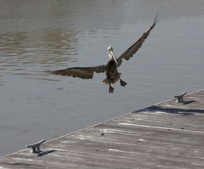 Pelican Long Beach