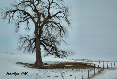 'spreading branches ... '
