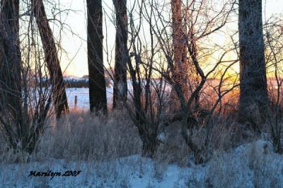'trees afire ... '