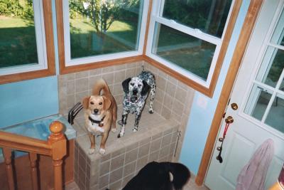 How do you get two rambunctious boy dogs to jump up to have their paws washed?