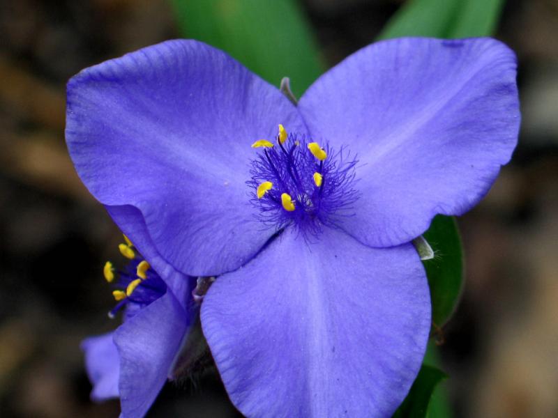 Spiderwort *