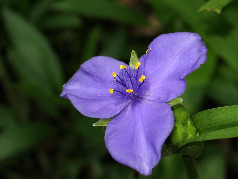 Spiderwort *