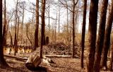 Beaver House *