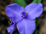 Spiderwort *