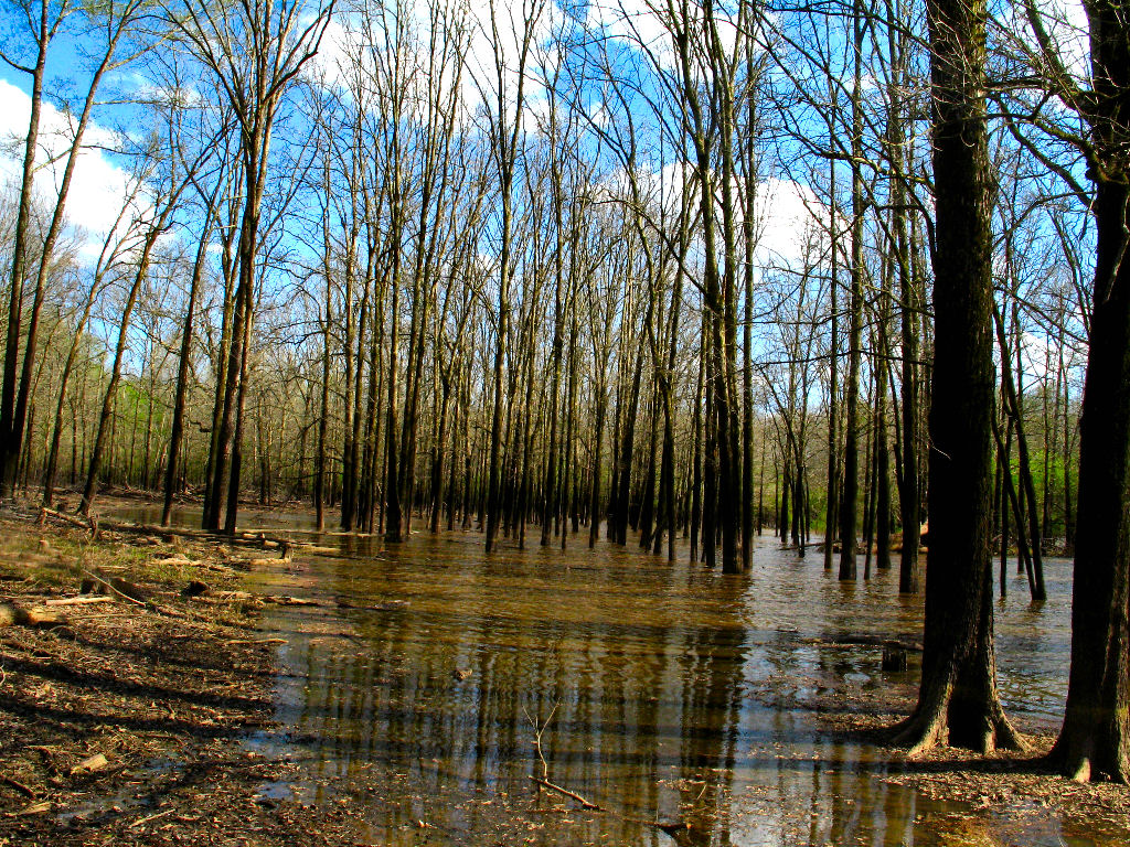 Flooded Trail *