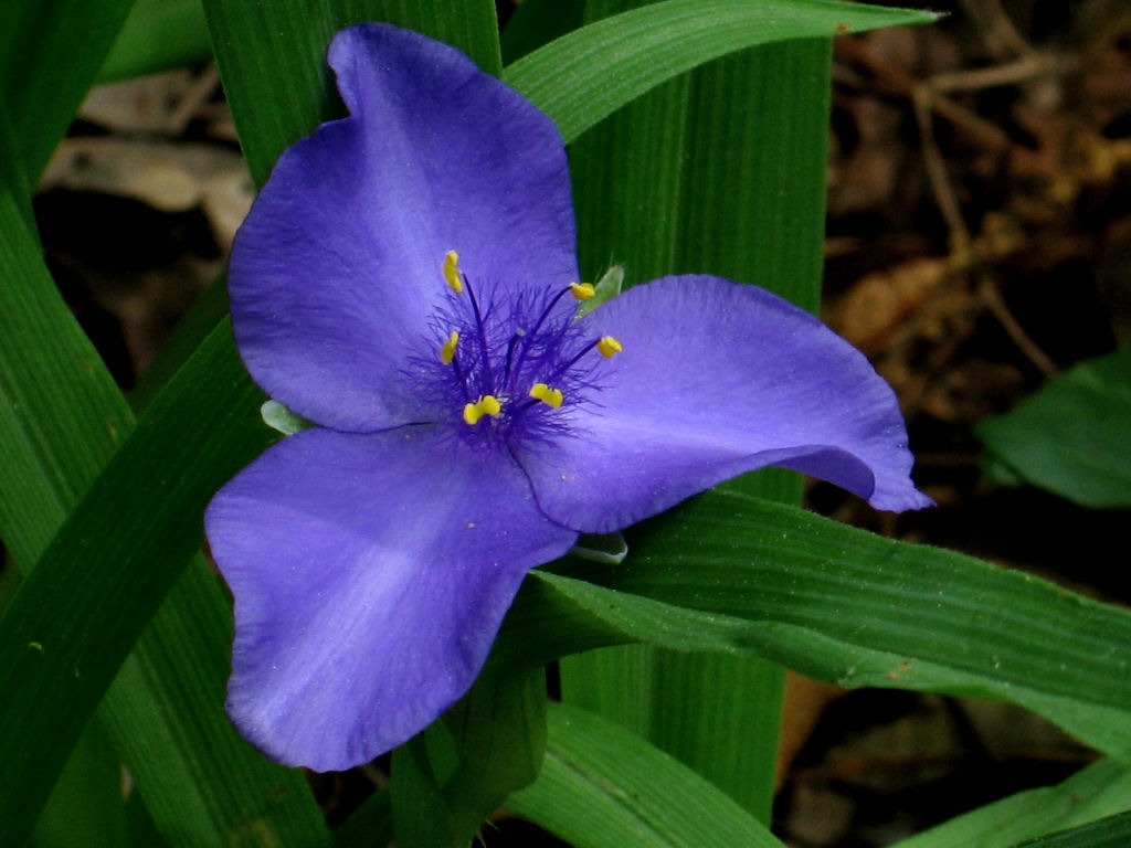 Spiderwort *