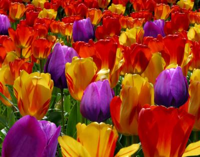 rainbow of tulips