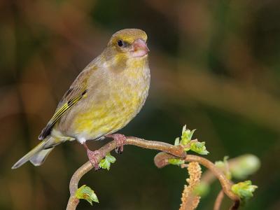 Female Greenfinch (Carduelis chloris)