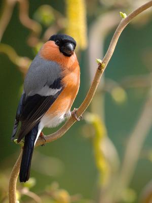 Male Bullfinch (Pyrrhula pyrrhula) 1