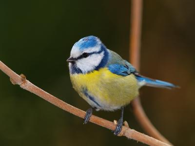 u14/noddingdogbob/medium/41807040.BlueTit04.jpg