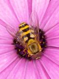 Hover-Fly  (Syrphus-ribesii) 02