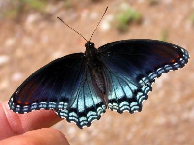 Red-spotted Purple on my finger !