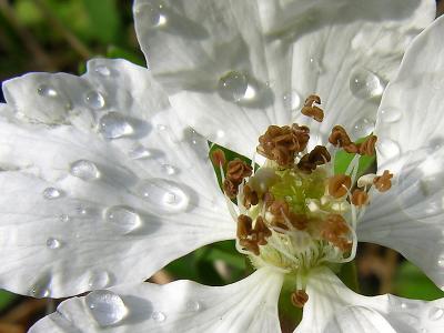 Bramble