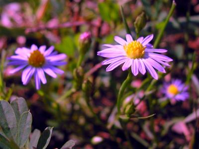 Blue Aster