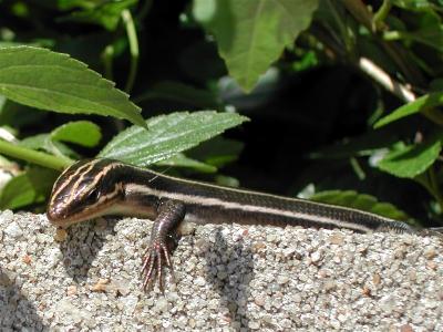 Skink Visit