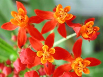 Butterfly Weed