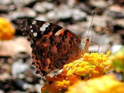 u14/nomantra/medium/5983960.paintedlady.jpg