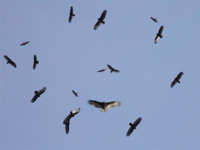 Circling Vultures