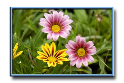 Gazania