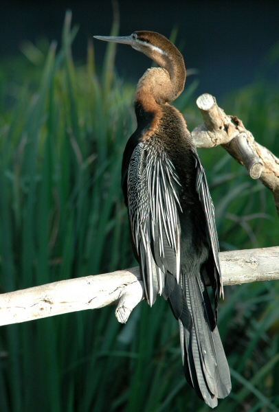 Bird.jpg