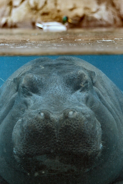 Hippo.JPG
