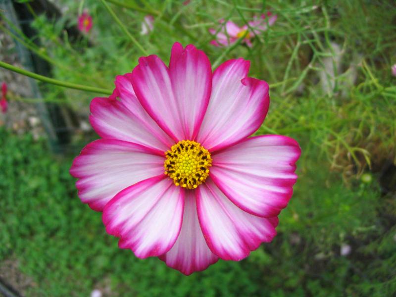 cosm001.jpg