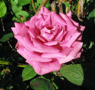 rose002.jpg