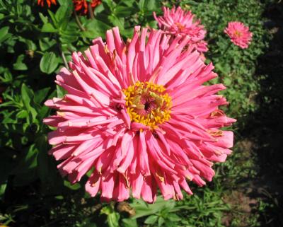 u14/nycnoise/medium/21859503.zinnia006.jpg