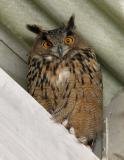 Eagle Owl