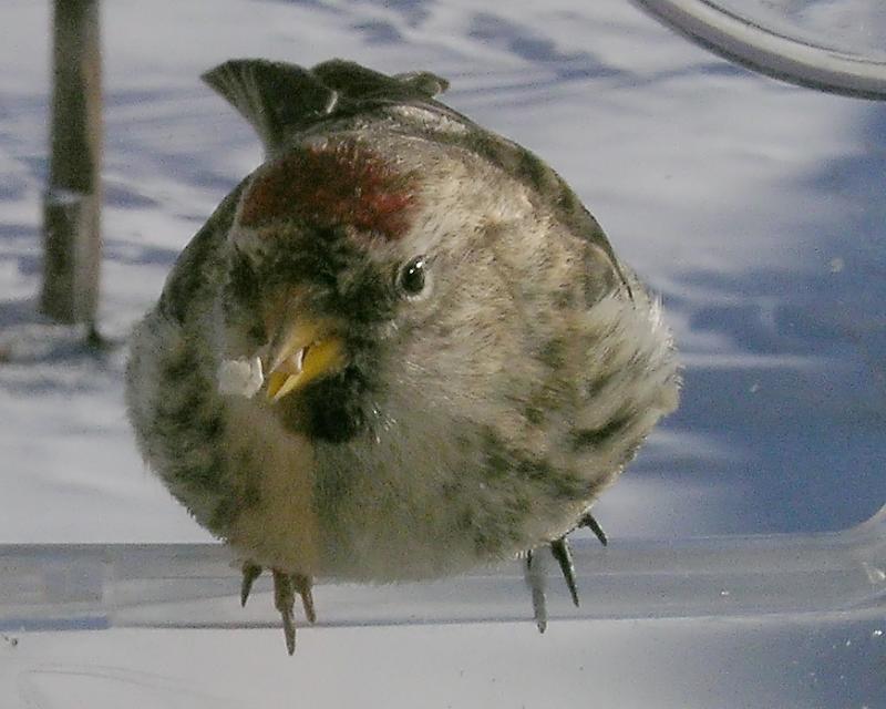 Bird.jpg