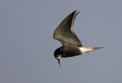 Black Tern