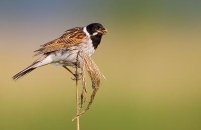 Common Reed Bunting (Reed Bunting)