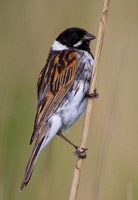 Common Reed Bunting (Reed Bunting)