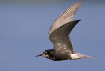 Black Tern