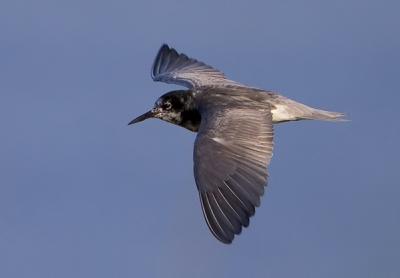 Black Tern