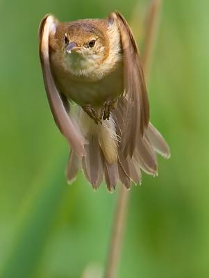 European Reed Warbler (Eurasian Reed Warbler)