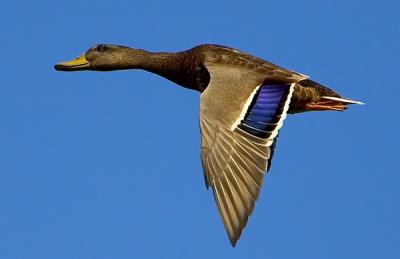 Mallard