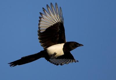 Common Magpie (Black-billed Magpie)