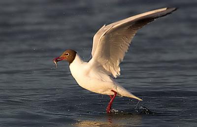 Black-headed Gull