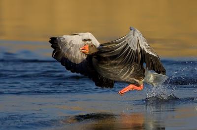 Greylag Goose