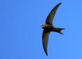 Common Swift