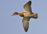 Mallard